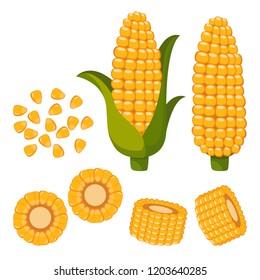 Set of ripe corn, halves and grains in different angles on a white.