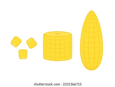 Set of ripe corn, halves and grains in different angles on a white. Corn vector.