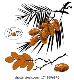 Set of ripe dates, black palm leaves and twigs, vector illustration.