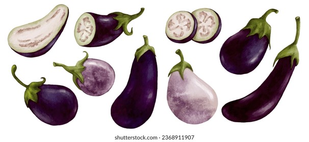 Conjunto de plantas de berenjena maduras y piezas vegetales.Gráficos vectores.