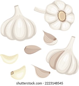 Set of ripe garlic, garlic clove, garlic bulb. Vector illustration in flat style isolated on white background.