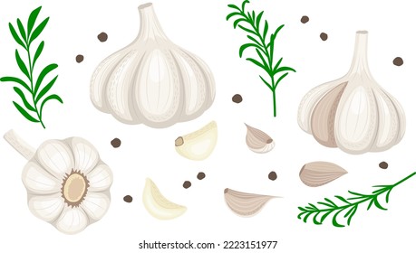 
Set of ripe garlic, garlic clove, garlic bulb, rosemary sprigs and peppercorns. Vector illustration in flat style isolated on white background.