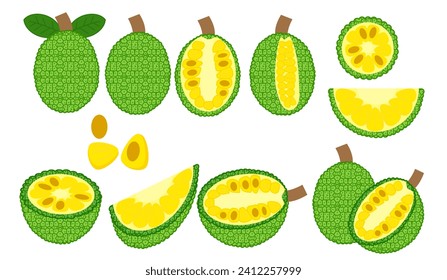 Set of ripe jackfruit fruit whole and half.Exotic fruits.Peeled and unpeeled.Leaves and seed.Sign, symbol, icon or logo isolated.Flat design.Cut Section.Graphic.Hand drawn.Cartoon vector illustration.