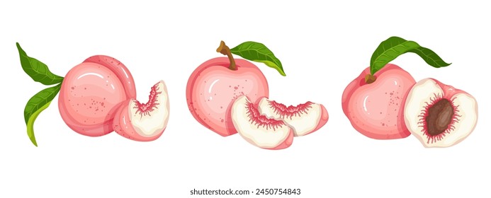 Set of ripe, juicy peach fruits and nectarine pieces.Vector graphics.