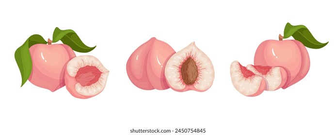 Set of ripe, juicy peach fruits and nectarine pieces.Vector graphics.