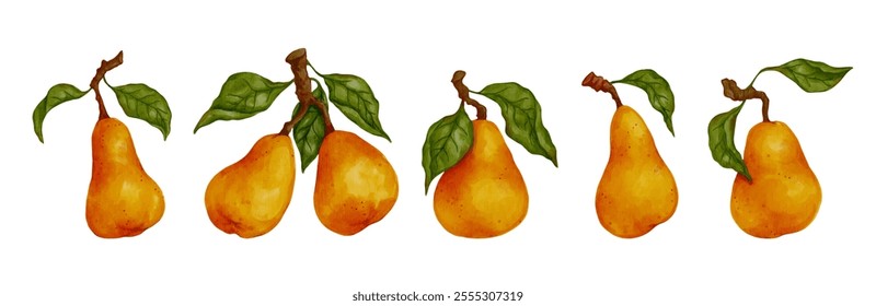 Set of ripe juicy pear fruits with green leaves.Vector graphics.