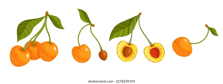 Conjunto de cerezas amarillas maduras y jugosas.Gráficos vectores.	
