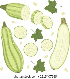 Conjunto de médula madura, mitades, rodajas y hojas. Ilustración vectorial de estilo plano aislada en fondo blanco.