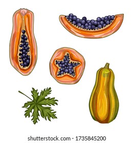 Set of ripe papaya. Hand drawn pawpaw summer fruits. Whole, half and slice Papaya. Vector illustration. Design for restaurant menu, store, market, meal packing