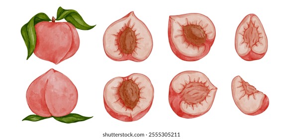 Set of ripe peach fruits and pieces of juicy nectarines. Vector graphics.