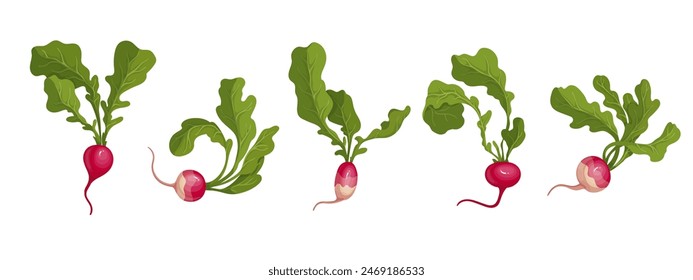 Set of ripe pink radish root vegetables. Vector graphics.