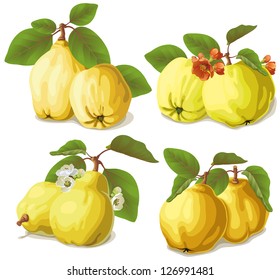 set of ripe quinces with leaves and flowers