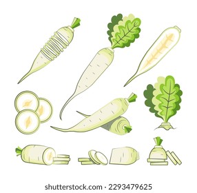 Set of ripe radish on white background