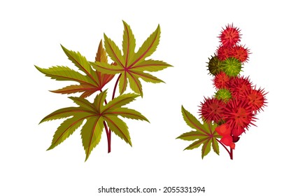 Set of ripe rambutan berries on branch. Fresh organic tropical exotic fruit vector illustration