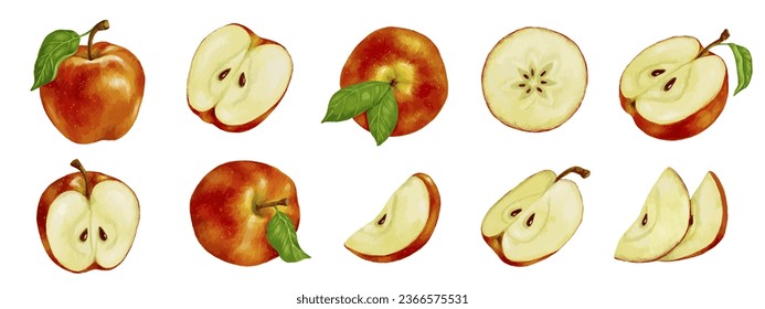 Set of ripe red apples and fruit pieces.Vector graphics.