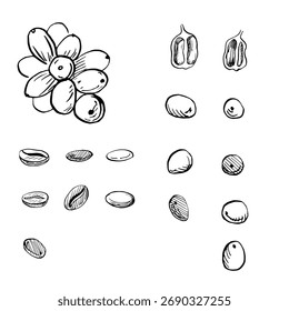 Un juego de granos de café maduros y tostados. Ilustración vectorial realista con temática cafetera para el diseño de productos, impresión de ropa, carteles y diseño de interiores.