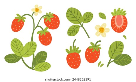 Set of ripe strawberries and pieces of fruit. Vector illustration isolated on white background.