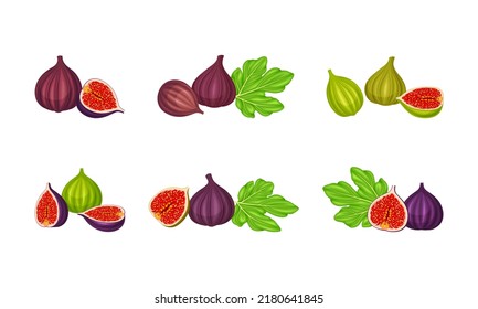Set of ripe summer tropical fig fruit whole and cut in half vector illustration