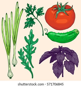 Set of ripe vegetables and herbs. Hand drawn vector illustration