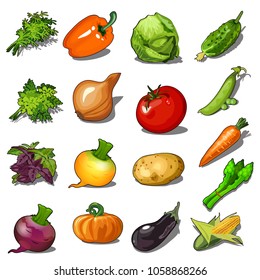 Set of ripe vegetables isolated on white background. Vector cartoon close-up illustration.
