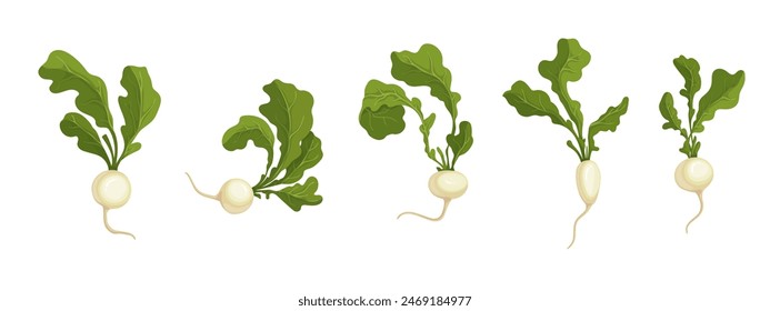 Set of ripe white radish root vegetables. Vector graphics.