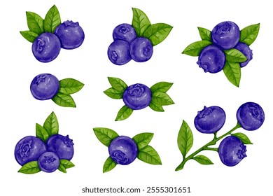 Set of ripe wild blueberries with green leaves. Vector graphics.