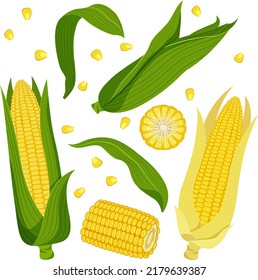 Set of ripe yellow corn with green and yellow leaves, slices and individual grains. Vector illustration in flat style isolated on white background.