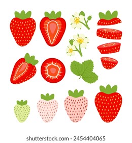 Set of ripening blooming strawberries with flowers, branches of unripe and ripe berries. Vector illustration on white background