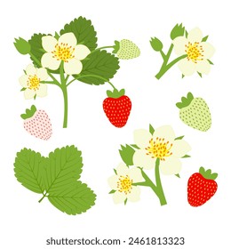 Set of ripening blooming strawberries with flowers, branches of unripe and ripe berries. Vector illustration on white background	