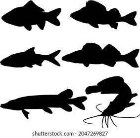 Set of river fish. Carp, perch, roach, walleye, pike, catfish. Vector image.