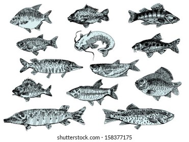 set of river fishes