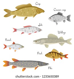 Set of river fishes with name subscription . Carp, crucian carp, roach, perch, ide, walleye, pike. Vector illustration 
