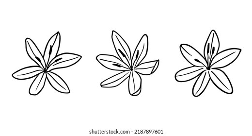 Set of river lily flower blossom in line art. Beautiful isolated hand drawn hesperantha coccinea botanical illustration