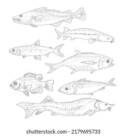 A set of river and sea fishing. Collection of fish in engraving style, isolated on a white background