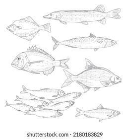 A set of river and sea fishing. Collection of fish in engraving style, isolated on a white background