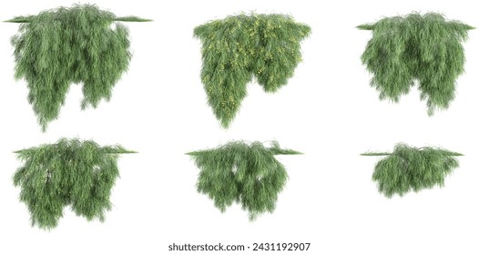 Set of River Wattle creeper plants isolated on transparent background. 3D render