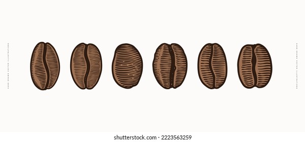 Set of roasted coffee beans in engraving style. The fruits of exotic plants for making an invigorating drink. Design element for menu, packaging for shop, cafe. Vector vintage illustration.