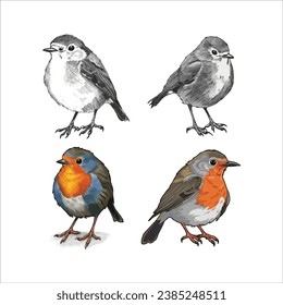 Set of Robin bird vector icon illustration