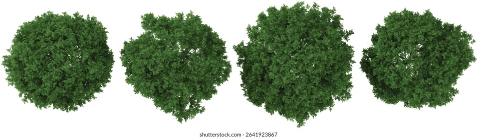 set of Robinia trees on transparent background from the top view