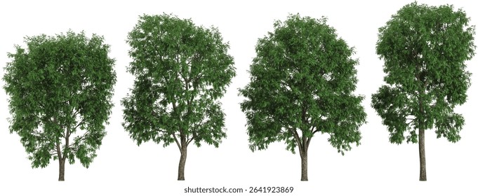 set of Robinia trees on transparent background