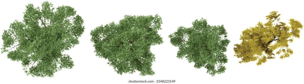 set of Robinia,Salix trees on transparent background from the top view