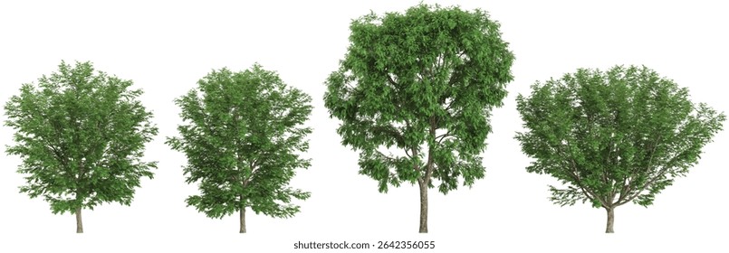 set of Robinia,Ulmus trees on transparent background from the top view