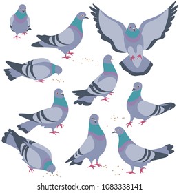 Set of rock doves isolated on white background. Bluish pigeons in moiton - walking, eating, flying. Simplified image of gray birds group. Vector flat illustration.
