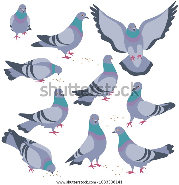 Set of rock doves\
isolated on white background. Bluish pigeons in moiton - walking,\
eating, flying. Simplified image of gray birds group. Vector flat\
illustration.