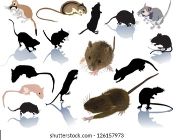 set of rodents isolated on white background