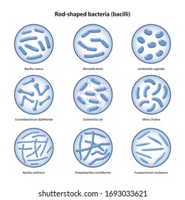 Corynebacteria Images, Stock Photos & Vectors | Shutterstock