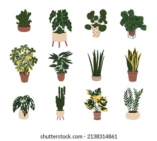 Set with Room plants in the pots. Clip art For decor home or office interior. Trendy indoor herb. Isolated element on white background. Flat style in vector illustration. 