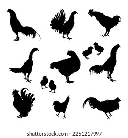 Set of Rooster, chicken animal silhouettes of various styles
