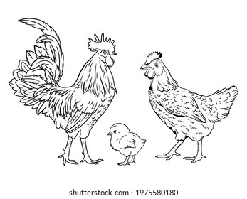 Set of rooster family. Collection of hen and rooster with baby chick. Farm bird. Country house.  Cute farm birds family. Funny chicken family. Vector illustration of village animals.