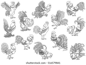 Set roosters  black contour line on white background. Different characters. Fiery cock, chicken a symbol of the Chinese new year 2017. Vector illustration. Vintage.